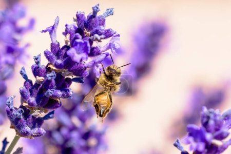 Photo for Picture of a bee hanging with one leg on lavender blossom - Royalty Free Image