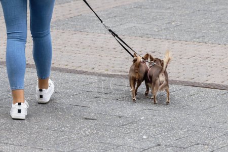 Foto de Foto con una mujer joven con dos perros pequeños en la correa en la ciudad - Imagen libre de derechos