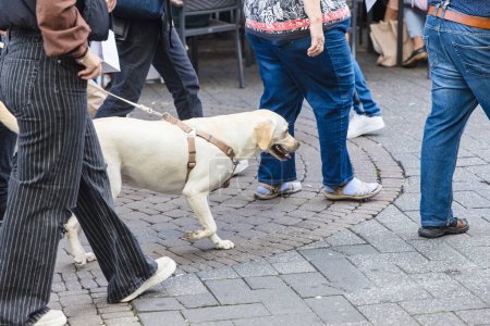 Foto de Persona pasea a un perro labrador con la correa en la zona peatonal de la ciudad - Imagen libre de derechos