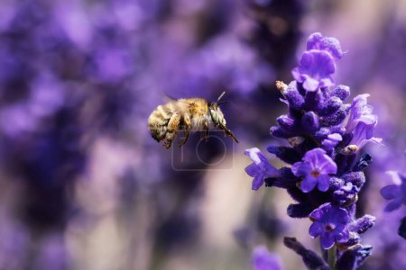 Téléchargez les photos : Image d'une abeille volante entre les fleurs de lavande - en image libre de droit