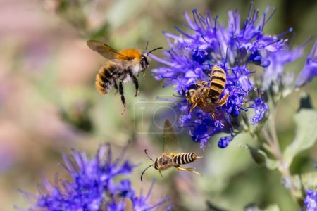 Téléchargez les photos : Photo de bourdons volants et d'abeilles à une fleur de Caryopteris - en image libre de droit