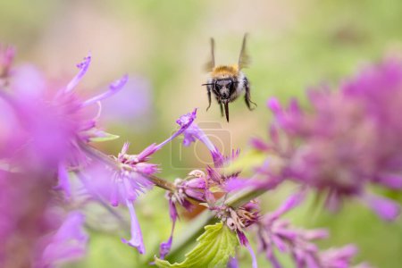 Téléchargez les photos : Photo d'un bourdon volant à Agastache fleurs dans le jardin - en image libre de droit