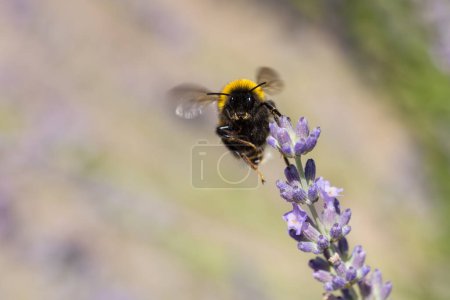 Photo for Picture of a bumblebee starting to fly at a lavender flower - Royalty Free Image