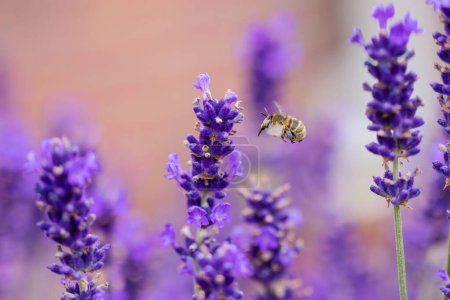 Foto de Imagen de una abeja voladora entre flores de lavanda - Imagen libre de derechos