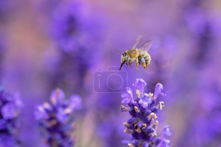 Photo for Picture of a flying potter bee between lavender blossoms - Royalty Free Image