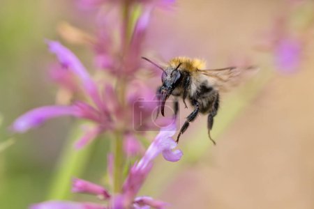 Foto de Imagen de un abejorro volador en las flores de Agastache en el jardín - Imagen libre de derechos