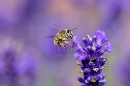 Foto de Imagen de una abeja voladora entre flores de lavanda - Imagen libre de derechos
