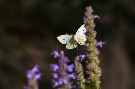 Téléchargez les photos : Image avec vue sur la face inférieure d'un papillon blanc chou volant - en image libre de droit