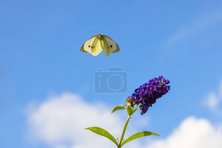 Téléchargez les photos : Photo d'un papillon blanc de chou volant avec des ailes ouvertes sur un lilas d'été - en image libre de droit