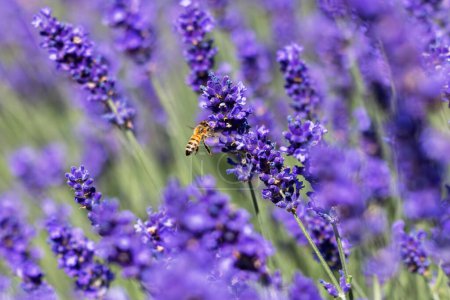 Photo for Picture of a flying honey bee between lavender blossoms - Royalty Free Image