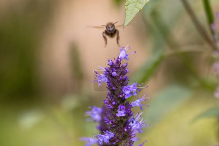 Téléchargez les photos : Image avec une fleur Agastache en fleurs avec une abeille volante déconcentrée en arrière-plan - en image libre de droit