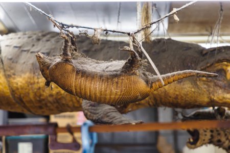 Téléchargez les photos : Photo d'un pangolin farci accroché à une corde dans un étal du marché aux poissons de Tsukiji à Tokyo, Japon - en image libre de droit