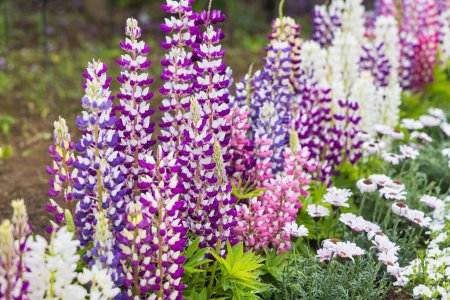 Photo for Picture of a flower border with, among other flowers, lupins - Royalty Free Image
