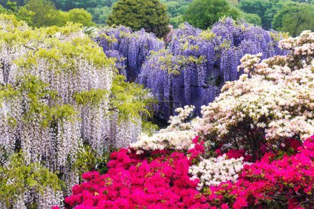Foto de Imagen de flores, glicinas de diferentes colores y azaleas - Imagen libre de derechos