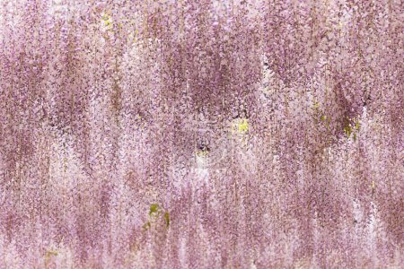 Foto de Cuadro de abundantes flores de un árbol de glicina - Imagen libre de derechos