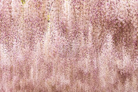 Téléchargez les photos : Image de fleurs abondantes d'un arbre de glycine - en image libre de droit