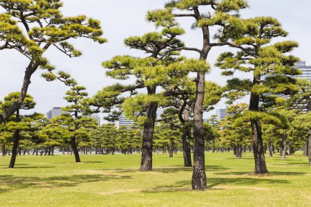 Foto de Pinos en un parque paisaje del Jardín Nacional Kokyo Gaien, los jardines exteriores del Palacio Imperial en Tokio, Japón - Imagen libre de derechos