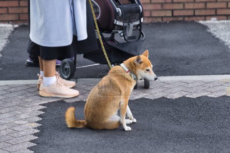 Photo for Woman holding a Japanese Shiba Inu dog at the leash in the city - Royalty Free Image
