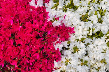 Foto de Imagen de una abundancia de flores de azalea con diferentes colores - Imagen libre de derechos