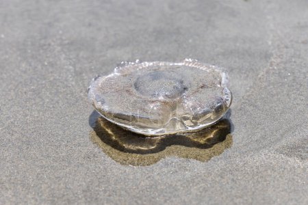Foto de Imagen de una medusa tendida en la arena de una playa de mar - Imagen libre de derechos
