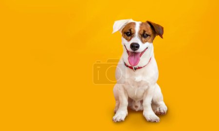 Foto de Retrato lindo pequeño jack russel terrier perro sobre fondo amarillo - Imagen libre de derechos
