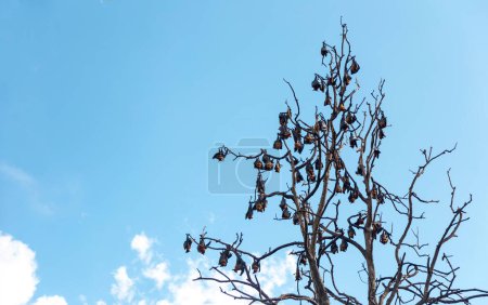 Photo for Sleep bats on tree with clear sky background - Royalty Free Image
