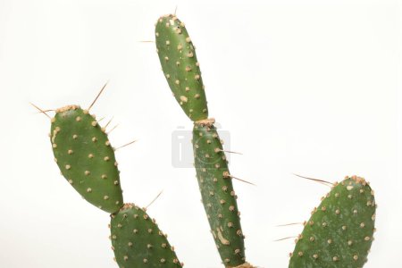 Photo for Natural Minimalism: Cactus and Succulents on White Background - Royalty Free Image