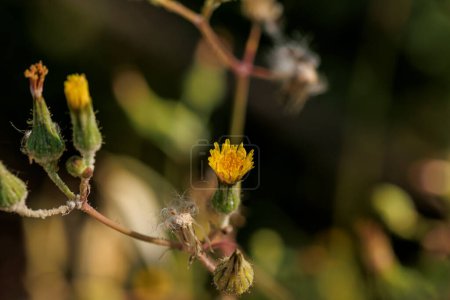 Photo for Wildflower Trail Up Close: Macro Photography - Royalty Free Image