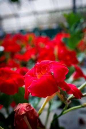 Téléchargez les photos : Oasis de jardin : Fleurs fraîches de la pépinière - en image libre de droit