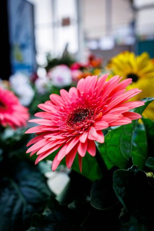 Téléchargez les photos : Oasis de jardin : Fleurs fraîches de la pépinière - en image libre de droit