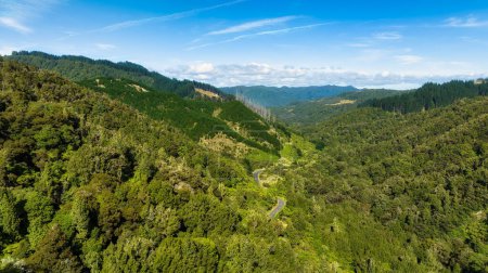 Vista aérea de la magnífica exuberante y densa selva nativa de Nueva Zelanda