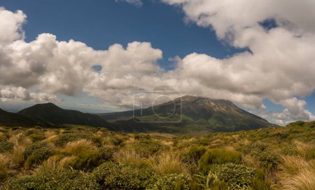 Foto de Exuberante arbusto nativo en las laderas del Monte Taranaki caminando hasta el Pouakai Tarns alpino - Imagen libre de derechos