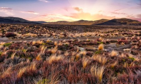 Stunning golden hour colour on the tussock covered arid terrain of the Central Plateau in the National Park