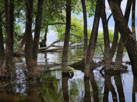 Trees with roots submerged in Erhai Lake in Dali, Yunnan Province, China.