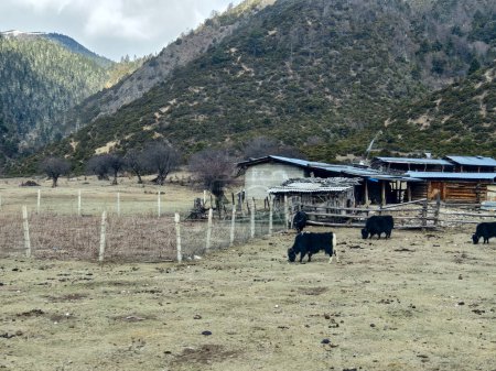 Téléchargez les photos : Ferme de yak dans un village tibétain dans le nord du Yunnan, en Chine. - en image libre de droit