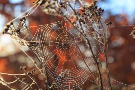 beautiful concentric spiderweb close-up in sunlight on the natural blurred golden background, at autumn 