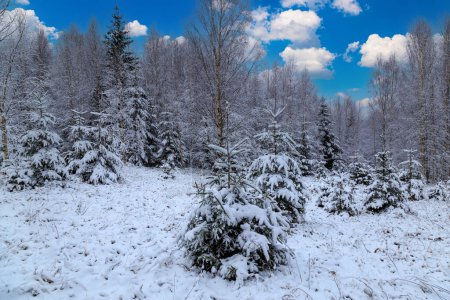 Foto de Árboles nevados en la montaña del bosque con fondo azul nublado. Ucrania. Paisaje invernal en los Cárpatos ucranianos. Fabulosa naturaleza invernal - Imagen libre de derechos