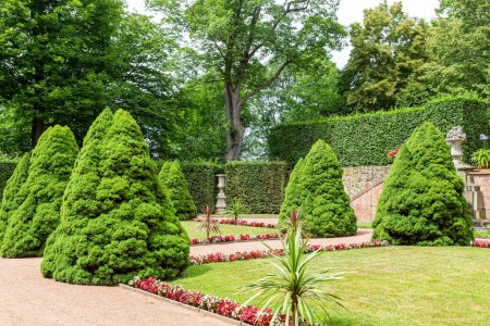 Photo for Canadian spruce Konica ( Picea Conica)  in Baroque garden in ancient Lichtenwalde Castle. Saxony. Germany. Tourist attraction,  place of visiting tourists. - Royalty Free Image