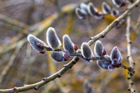 Suaves ramas de sauce coño gris con amentos sobre fondo natural borroso, foto macro. Flor coño-sauce primer plano. Primavera, naturaleza primaveral
