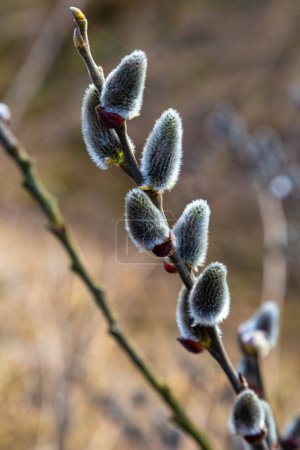 Gentle gray pussy willow branches with catkins on blurred  natural background,  macro photo. Flowering pussy-willow close-up. Springtime, spring nature