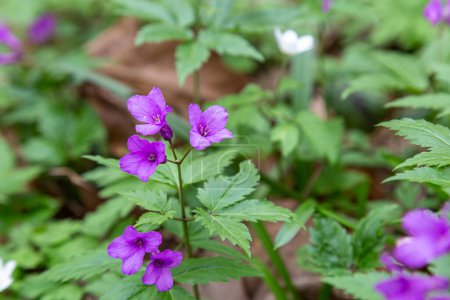 Dentaria glandulosa. Cardamine glanduligera. Floraison de fleurs violettes en forêt, gros plan. Première fleur sauvage printanière sur fond flou naturel, mise au point sélective