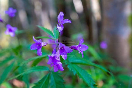 Dentaria glandulosa. Cardamina glanduligera. Floración de flores violetas en el bosque, primer plano. Primera flor silvestre de primavera sobre fondo borroso natural, enfoque selectivo