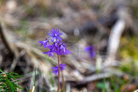 Soldanella montana, snowbell. Wildflowers  in forest, closeup. First spring wild flower on  natural blurred background , selective focus