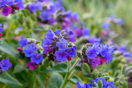Blooming colorful flowers Pulmonaria officinalis on spring meadow.  Common Lungwort  close up on blurred natural background, selective focus  