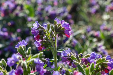 Blooming colorful flowers Pulmonaria officinalis on spring meadow.  Common Lungwort  close up on blurred natural background, selective focus  