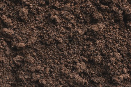 Photo for Close-up of fertile loam for the background - Royalty Free Image