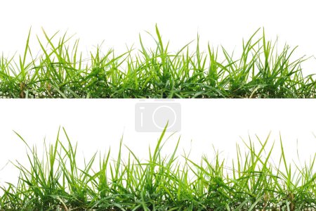 Photo for Green grass, isolated on a white background - Royalty Free Image