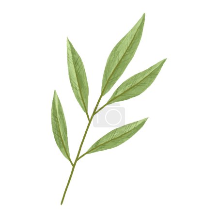 Foto de Hand painted illustration with branch, leave. Herbal illustration - Imagen libre de derechos