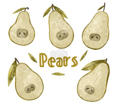 Fruit illustration abstract pear on white background. Juicy pears.  Green pear and half of pear illustration