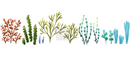 Set of sea colored algae and corals. Plants. Underwater flora. Hand drawn illustration on isolated backgroun